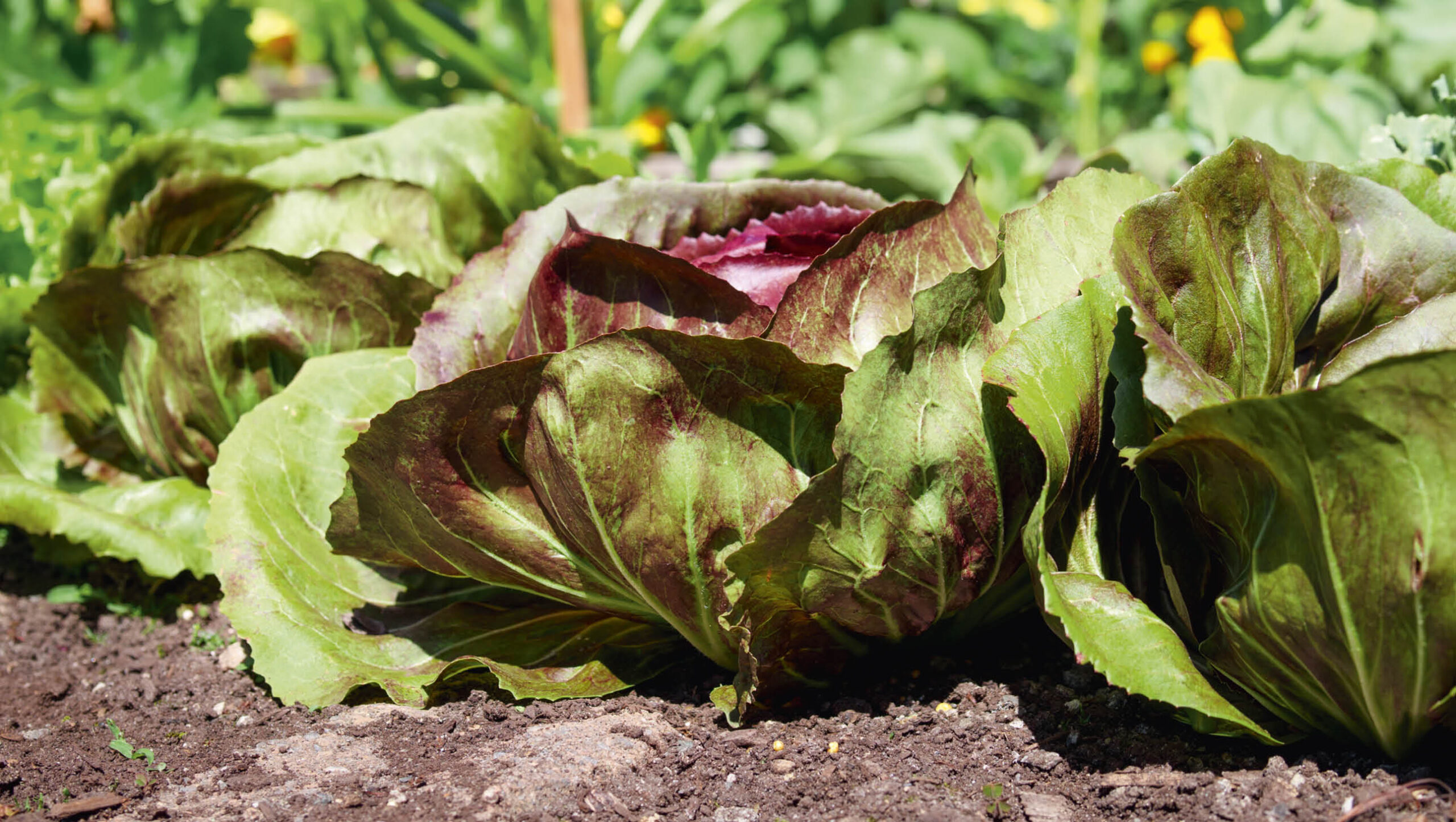 The red and green leaves of a radicchio plant still growing in the ground