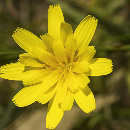 A murnong daisy.