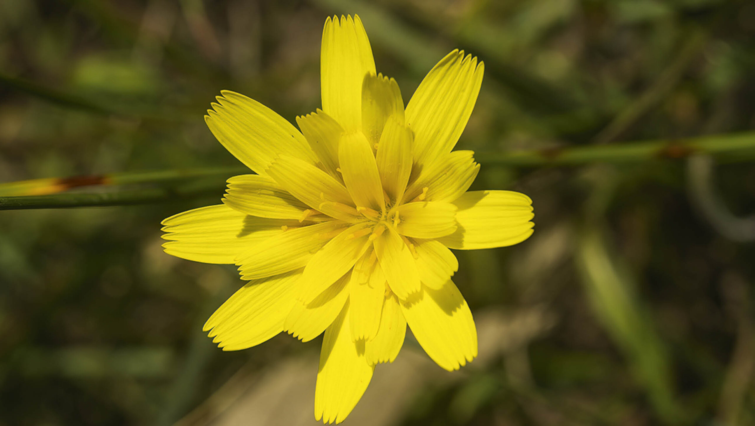A murnong daisy.
