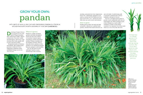 Pages from Organic Gardener featuring a story about growing pandan.