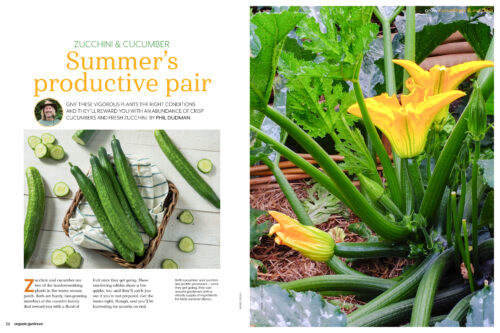 Pages from Organic Gardener magazine featuring zucchinis