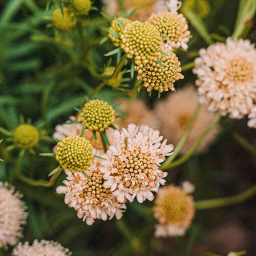 Scabiosa flowers growing