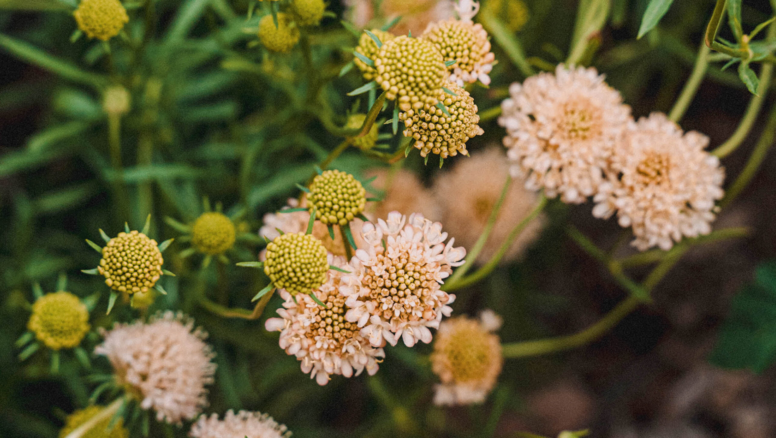 Scabiosa flowers growing