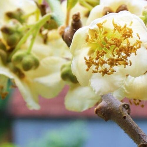 Creamy white male kiwifruit flowers with golden anthers on a branch.