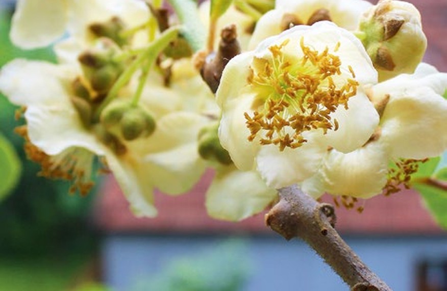 Creamy white male kiwifruit flowers with golden anthers on a branch.