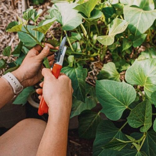 Gardener crouching beside a raised bed of sweet potato vines, snipping leaves with red secateurs