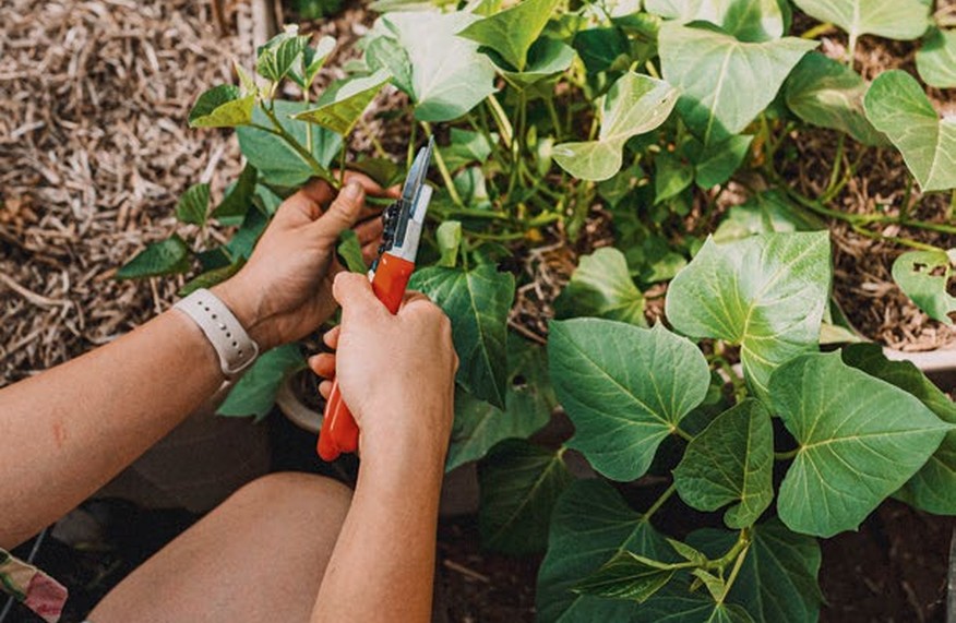 Gardener crouching beside a raised bed of sweet potato vines, snipping leaves with red secateurs