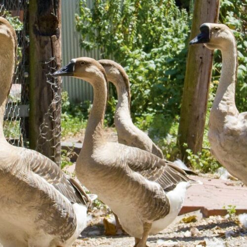 Four brown-and-white geese walking along a gravel garden path beside a wire fence