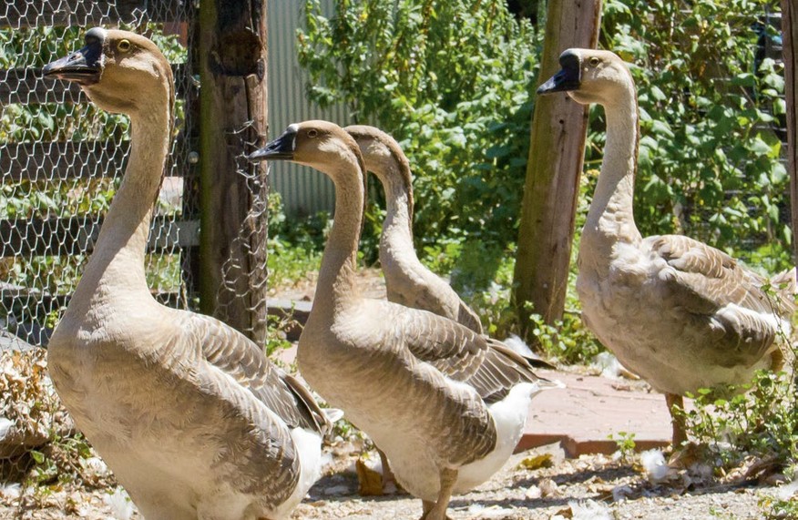 Four brown-and-white geese walking along a gravel garden path beside a wire fence