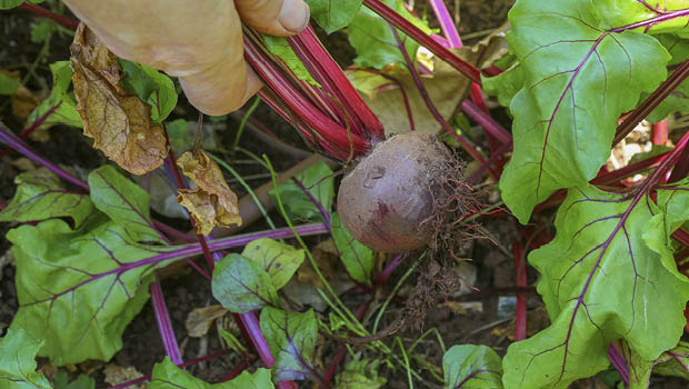 Beetroot harvest by Andy Zakeli