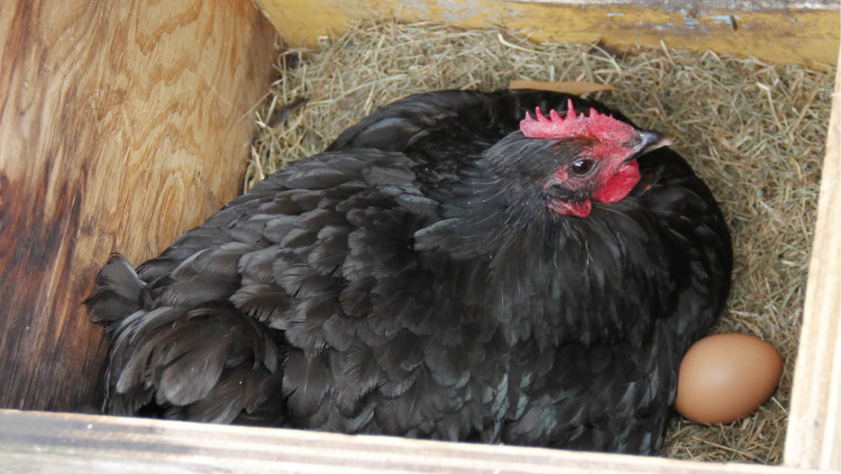 Jessamy Miller's chook laying eggs