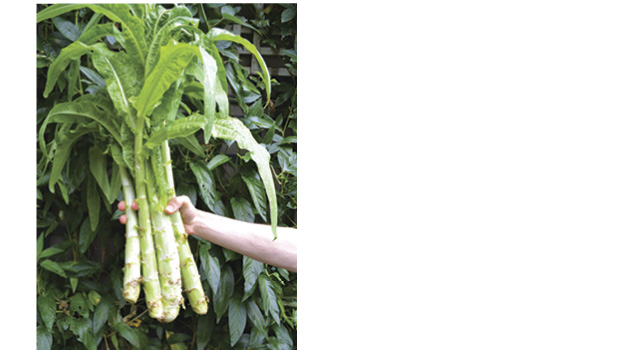 Jian Liu_Celtuce_ Kirsten Bresciani