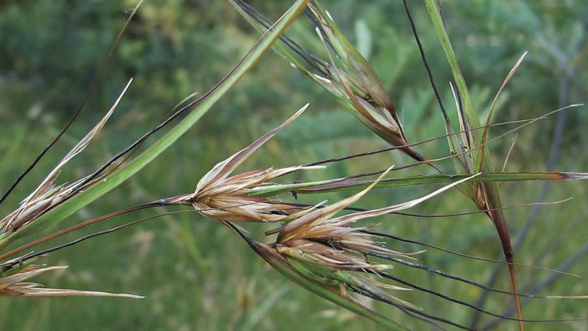 Kangaroo grass by Libby Woodward