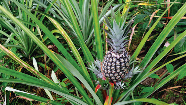 Pineapple with slips Alamy